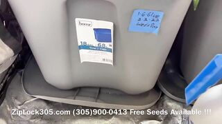 Gorilla ???? Glue Grow , Weed Grow Seeds Available at: (305)900-0413