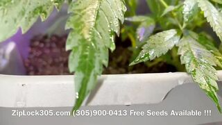 Gorilla ???? Glue Grow , Weed Grow Seeds Available at: (305)900-0413