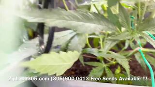 Gorilla ???? Glue Grow , Weed Grow Seeds Available at: (305)900-0413