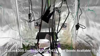 Gorilla ???? Glue Grow , Weed Grow Seeds Available at: (305)900-0413