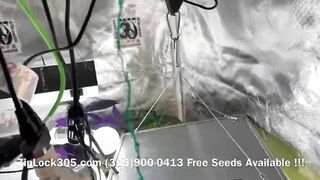 Gorilla ???? Glue Grow , Weed Grow Seeds Available at: (305)900-0413