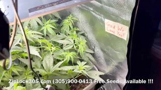 Gorilla ???? Glue Grow , Weed Grow Seeds Available at: (305)900-0413