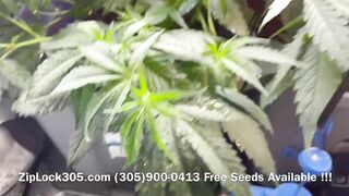 Gorilla ???? Glue Grow , Weed Grow Seeds Available at: (305)900-0413