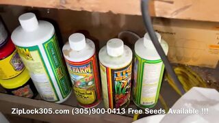 Gorilla ???? Glue Grow , Weed Grow Seeds Available at: (305)900-0413