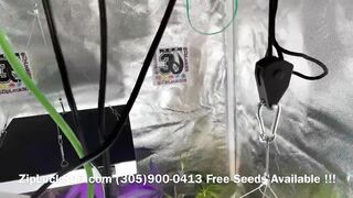 Gorilla ???? Glue Grow , Weed Grow Seeds Available at: (305)900-0413