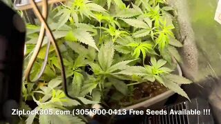 Gorilla ???? Glue Grow , Weed Grow Seeds Available at: (305)900-0413