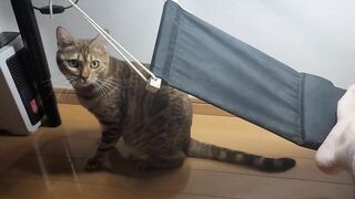 Pussy wants you to take care of her, so she plays tricks under the desk ... .