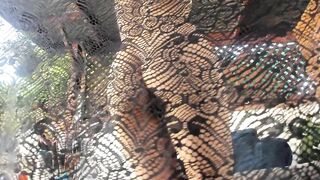 Peppermint Sexy Lace Tease